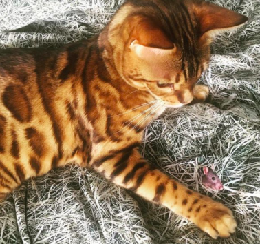 @akiro_bengal